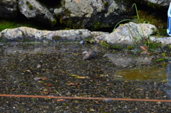 夏の日の山葵田