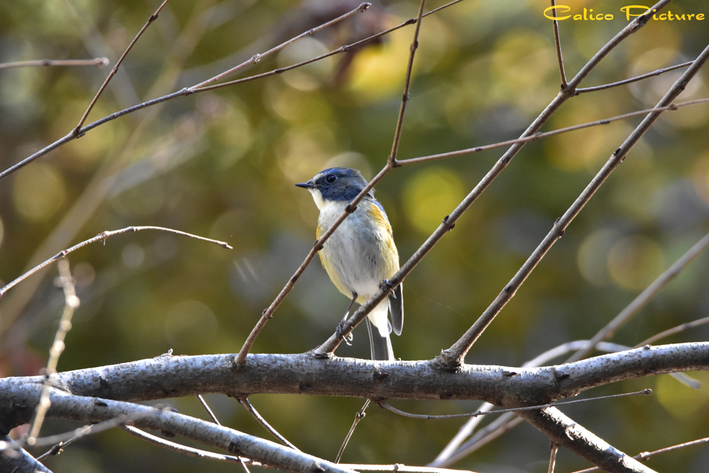 深まる秋とルリビタキ