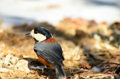 探し歩く 探し歩く