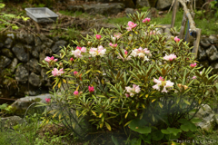 高嶺の花 Ⅰ