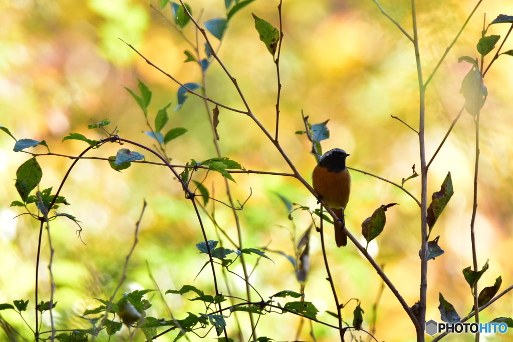 仲間に入れてよ〜