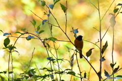 仲間に入れてよ〜 仲間に入れてよ〜