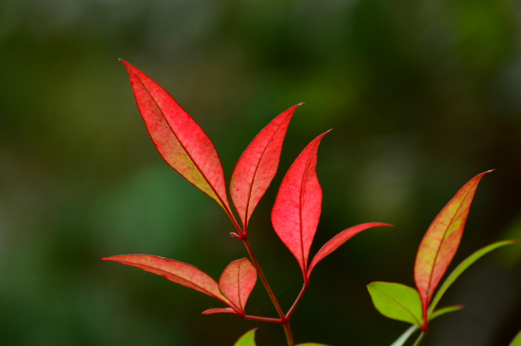 小さな紅葉