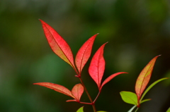 小さな紅葉