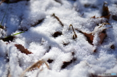 積雪 Ⅰ
