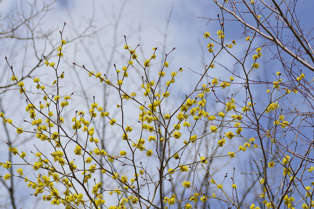 早春の山葵田から