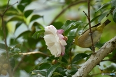 蜜くださいな～