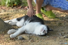 猫と少年