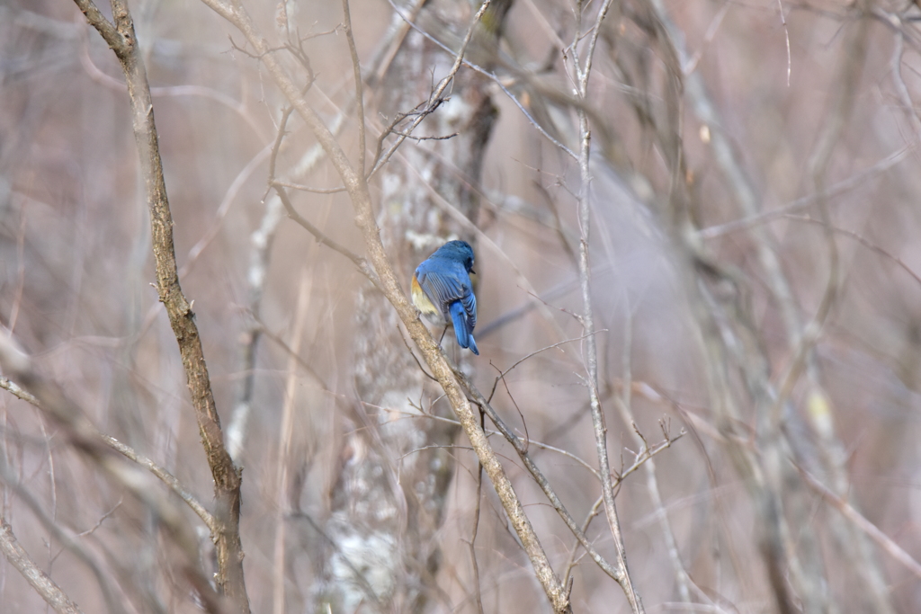 寒さに凍えない瑠璃色