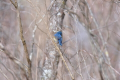寒さに凍えない瑠璃色