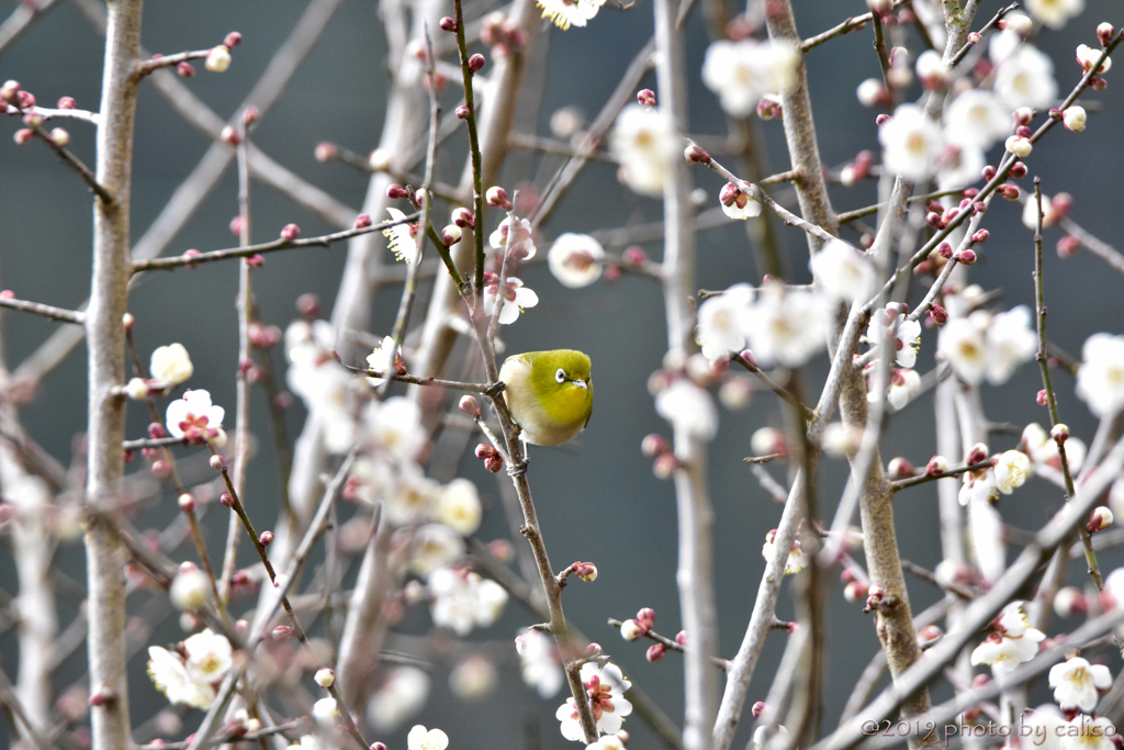待ちに待った開花