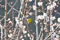 待ちに待った開花