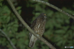 闇夜を見渡す眼
