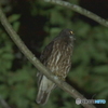 闇夜を見渡す眼