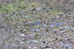 冬鳥見つけた！