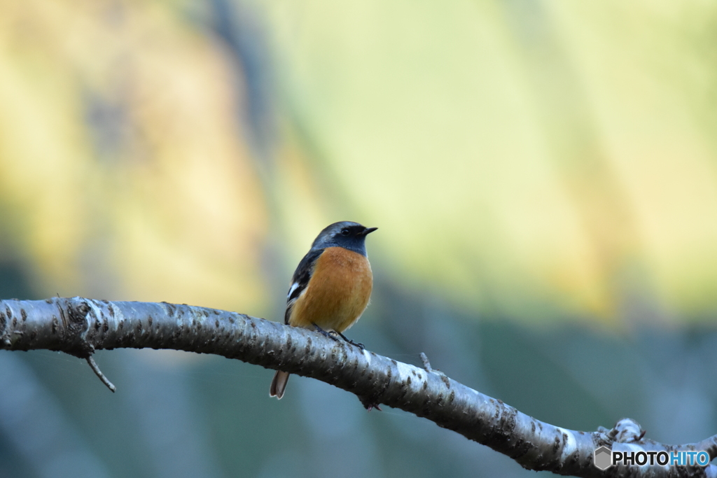 夕陽を見つめるジョウビタキ