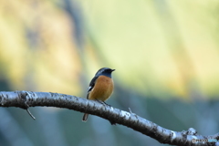 夕陽を見つめるジョウビタキ 夕陽を見つめるジョウビタキ