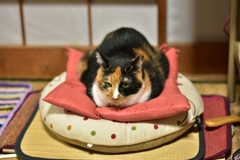 何かを企む猫の顔