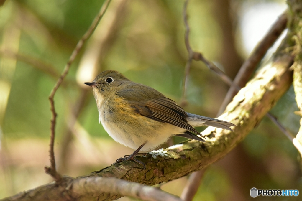 春色ルリビタキ