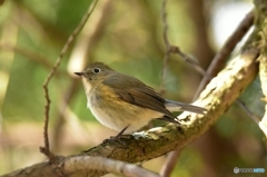 春色ルリビタキ