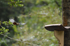 山葵田のヤマガラ