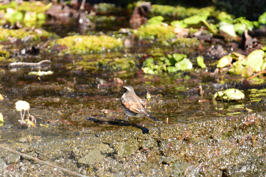 お邪魔しま～す