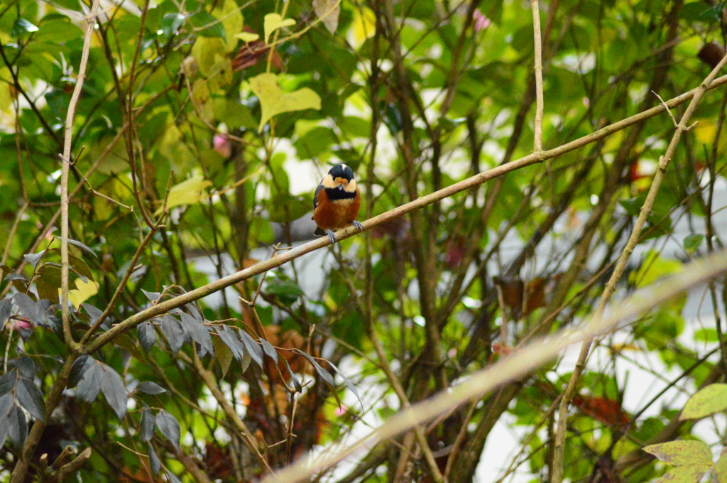 太ってませんか？