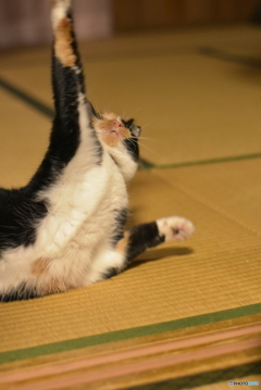 伸びるニャ