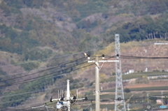 電信柱と番人