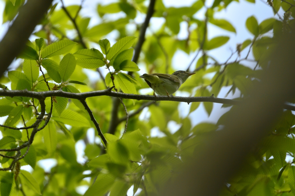 新緑の中の萌黄色