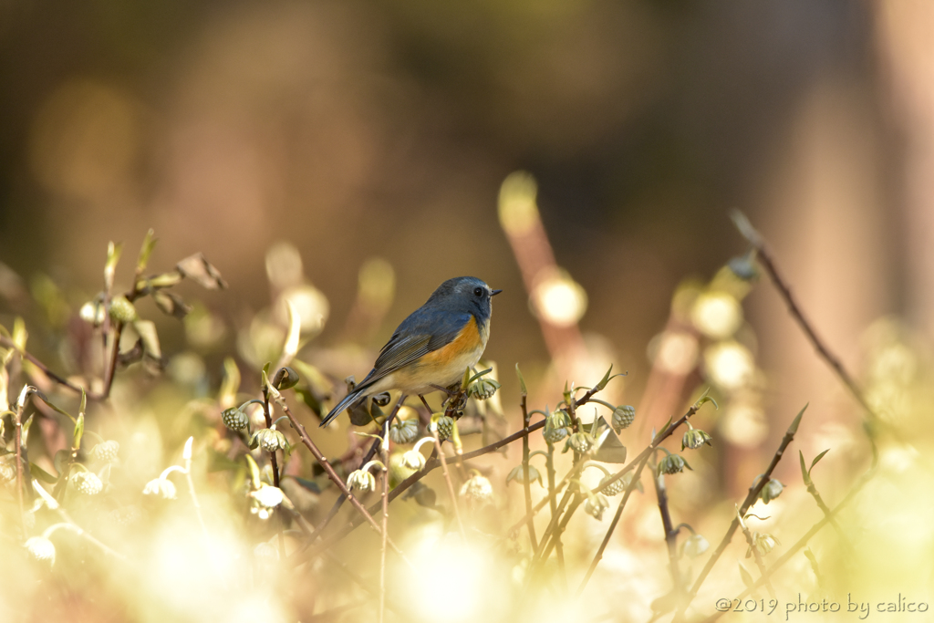 三椏とルリビタキ