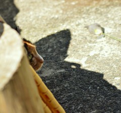 ニャンだ！！