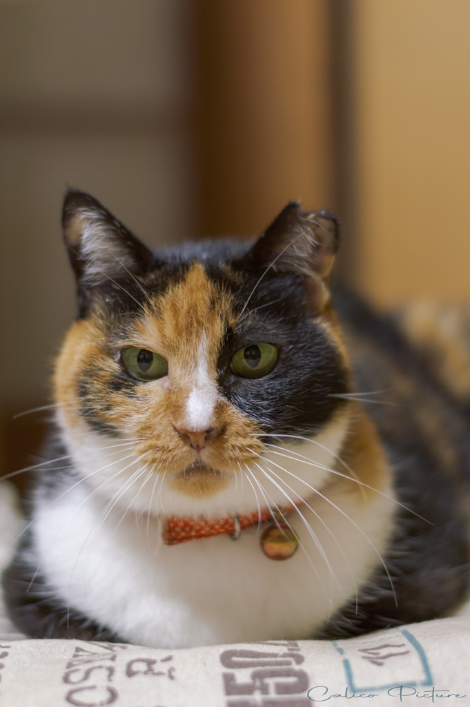 何してるニャ？