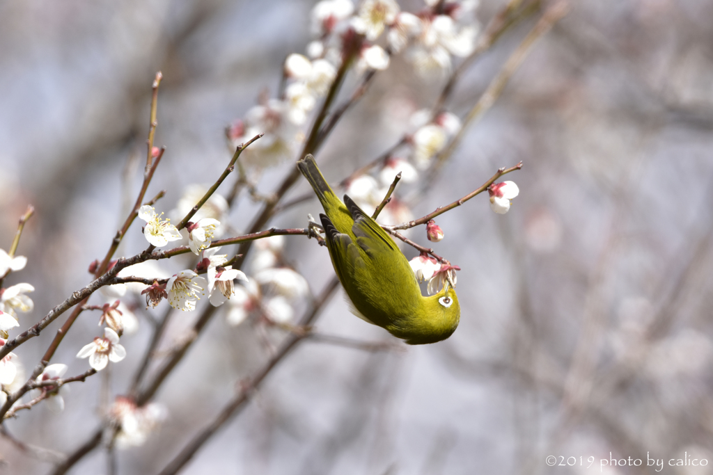 この花にしよう