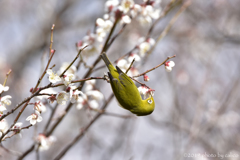 この花にしよう