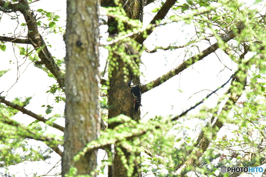 原生林での出会い Ⅱ