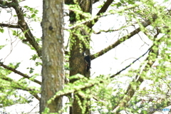 原生林での出会い Ⅱ