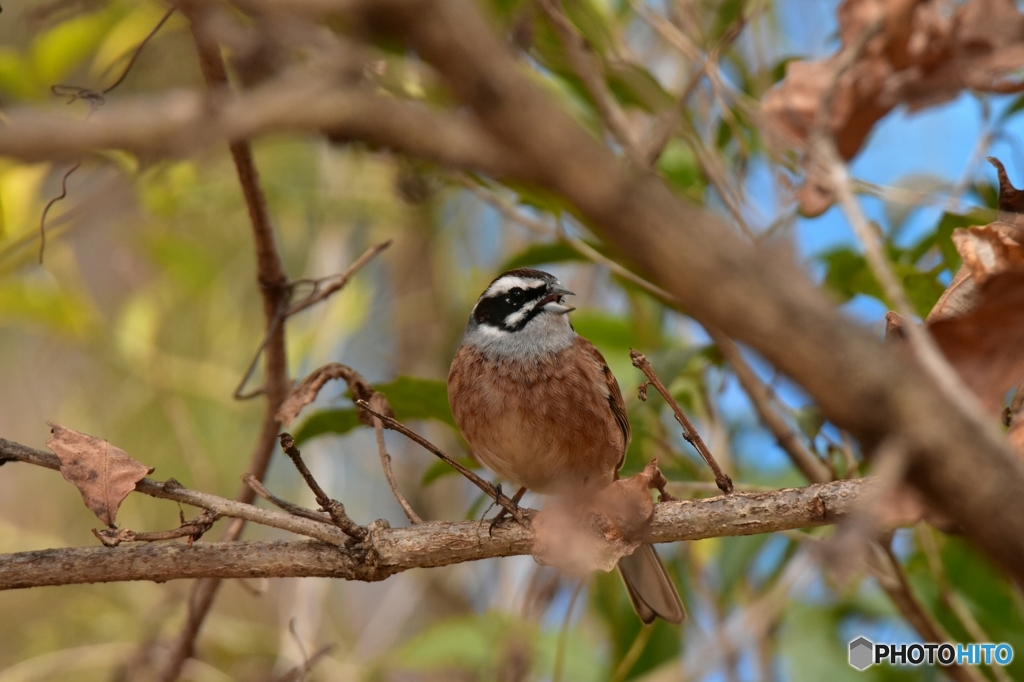 仲間を呼ぶのだ