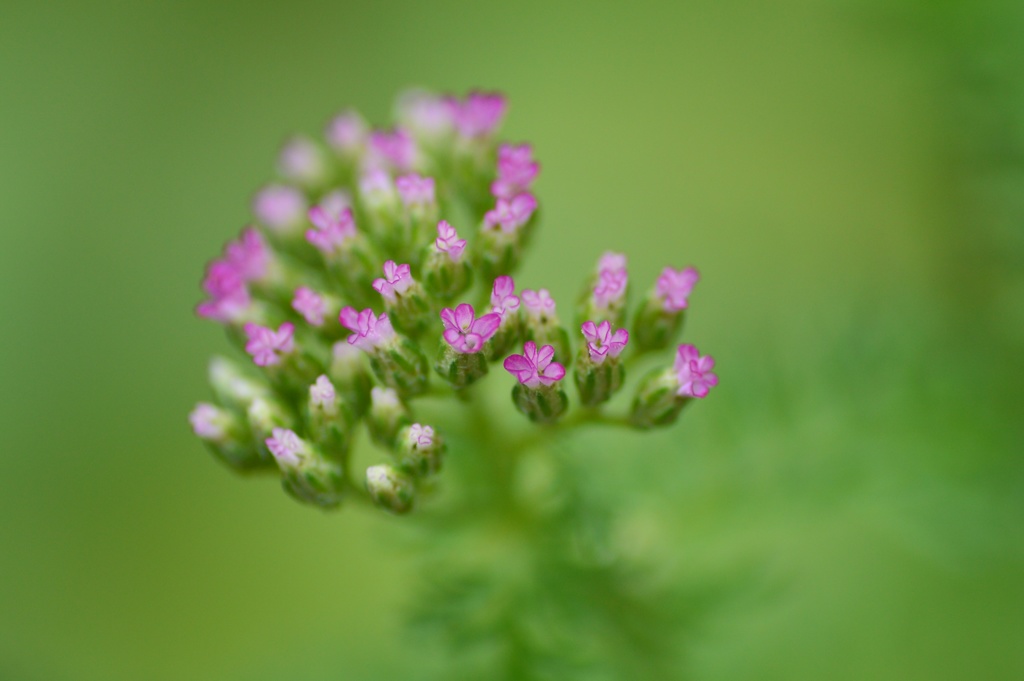 Achillea