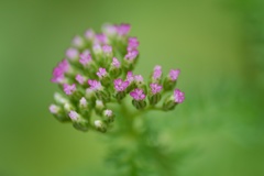 Achillea