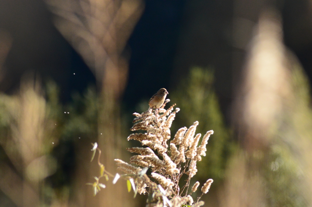 モフモフ食べる♪