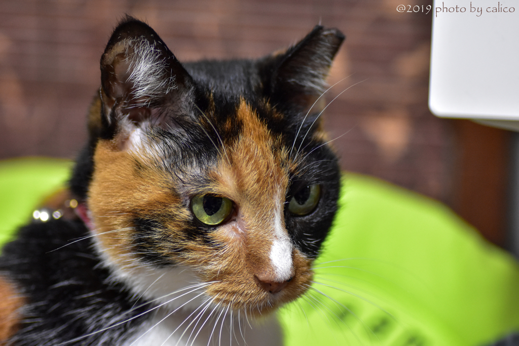 シャキッとするニャ！