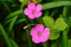 Oxalis bowiei