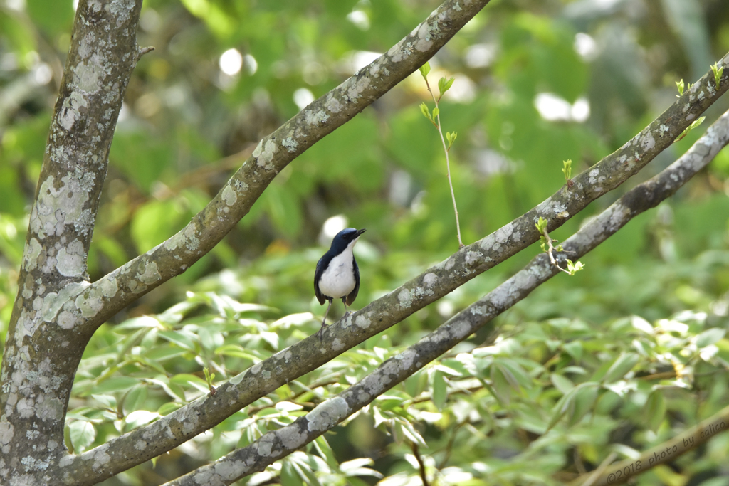 新緑の高原から Ⅰ