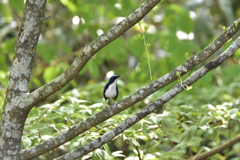新緑の高原から Ⅰ