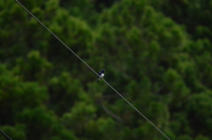 電線の上で歌っていたオオルリ