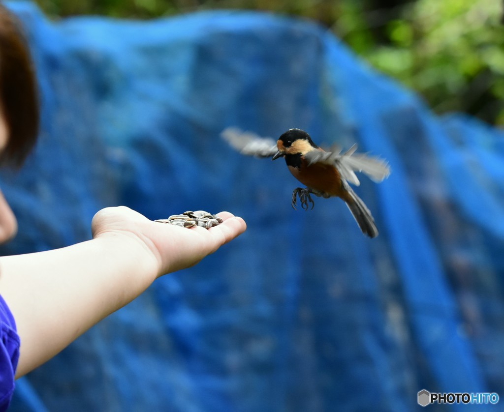 ピー助と遊ぶ  Ⅲ
