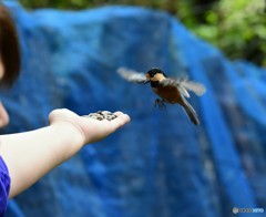 ピー助と遊ぶ  Ⅲ