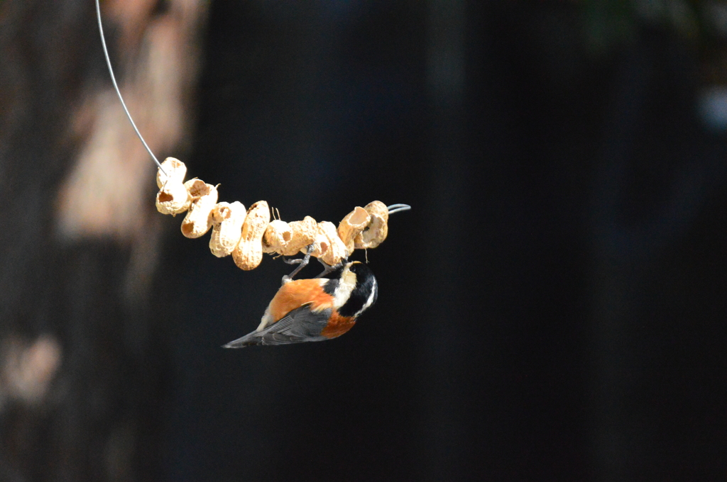 ピーナッツとヤマガラ