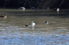初めての出会い